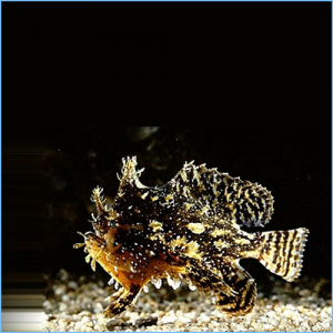 Sargassum Anglerfish