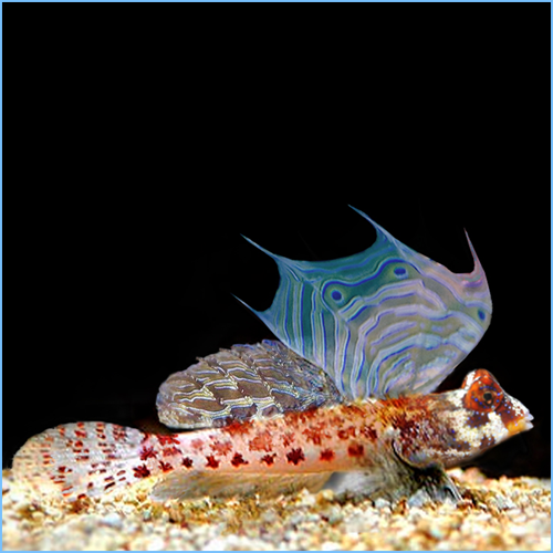 Scooter Blenny or Starry Stellate Dragonet Scooter Blenny or Starry Stellate Dragonet