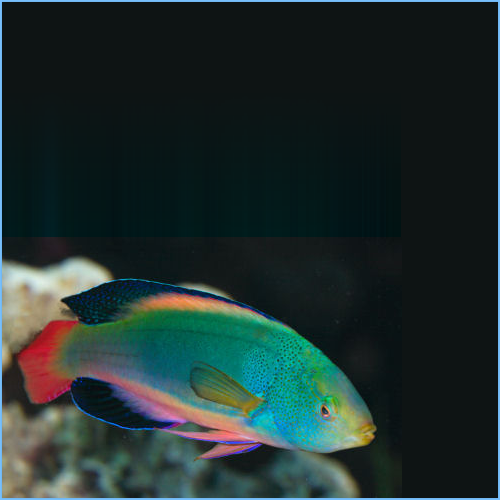 Scott's Greenback Fairy Wrasse Scott’s Fairy Wrasse or Scott’s Greenback Fairy Wrasse
