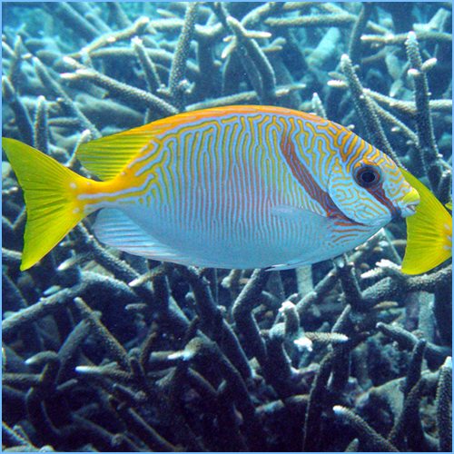 Scribbled Rabbitfish or Barred Spinefoot Fish 1 Scribbled Rabbitfish or Barred Spinefoot Fish
