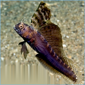 Segmented Sailfin Blenny or Segmented Blenny