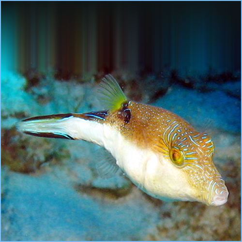 Caribbean Sharpnose Toby or Atlantic Toby Pufferfish Caribbean Sharpnose Toby or Atlantic Toby Pufferfish