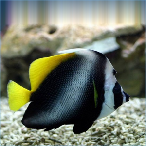 Singular Bannerfish