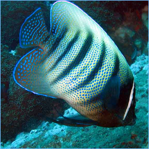 Six-Banded Angelfish or Six Striped Angelfish Six-Banded Angelfish or Six Striped Angelfish
