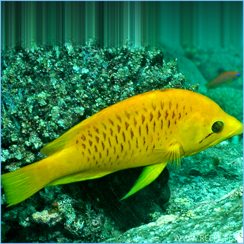 Dwarf Slingjaw Wrasse 1 Dwarf Slingjaw Wrasse