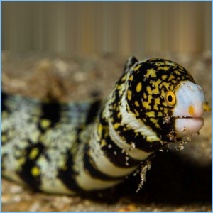 Saltwater Eels for Sale: White Spotted Moray Eels, Black ...