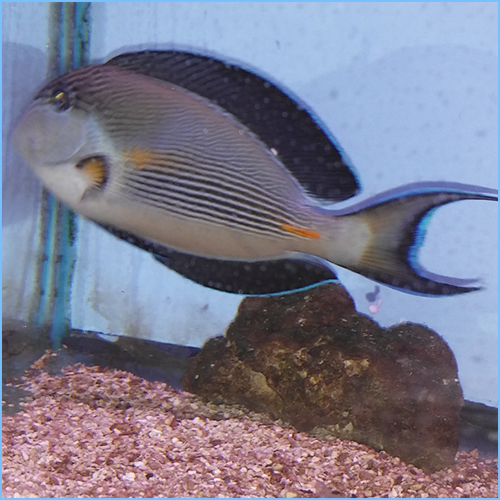 Sohal Tangfish or Sohal Surgeonfish 1 Sohal Tangfish or Sohal Surgeonfish