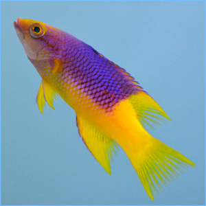 Spanish Hogfish or Spanish Wrasse