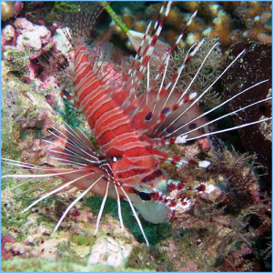 Spotfin Lionfish or Broadbarred Firefish Antennata