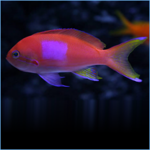 Squareback Anthias or Purple Blotch Basslet Male