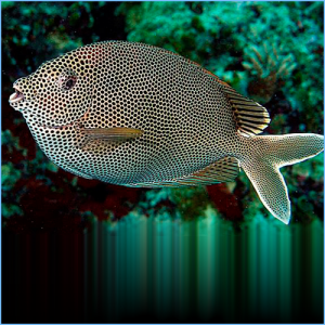 Starry Rabbitfish or Honeycomb Rabbitfish