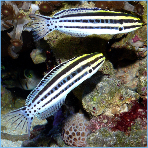 Striped Fang Blenny or Grammistes Blenny 1 Striped Fang Blenny or Grammistes Blenny