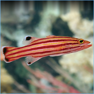 Swissguard Basslet or Peppermint Basslet