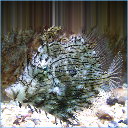 Tassle Filefish or Prickly Leather-Jacket Filefish 1 Tassle Filefish or Prickly Leather-Jacket Filefish