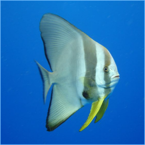 Batfish