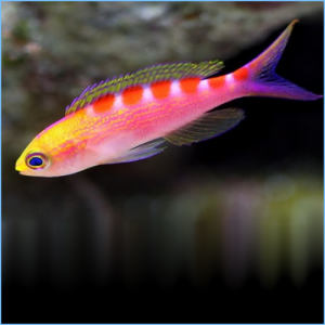 Tiger Queen Anthias or Queen Tiger Fish