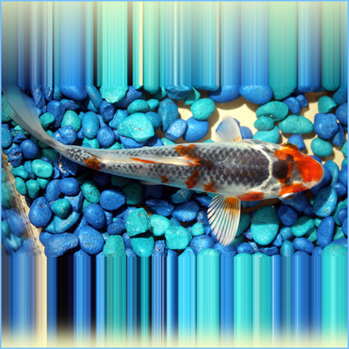 Tri-Colored Koi Pond Fish Tri-Colored Koi Pond Fish