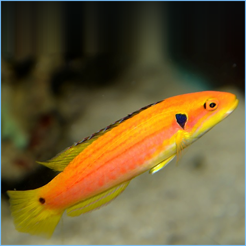 Twospot Slender Hogfish or Yellow Candy Hogfish 1 Twospot Slender Hogfish or Yellow Candy Hogfish
