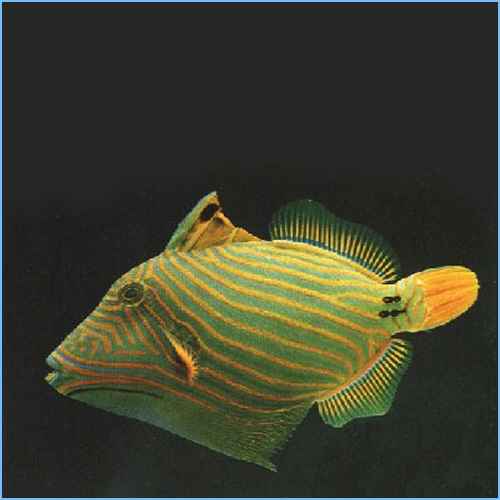 Undulate Triggerfish or Orangelined Triggerfish 1 Undulate Triggerfish