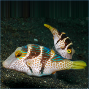 Valentin's Sharpnose Puffer or Black Saddled Toby