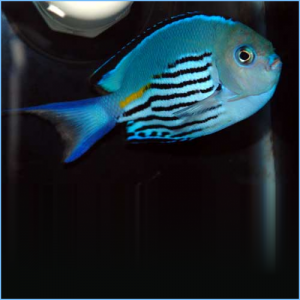 Watanabe's Angelfish Male