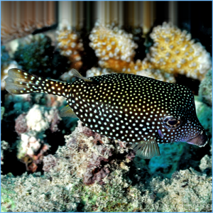 White-Spotted Boxfish