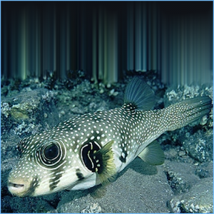 Pufferfish