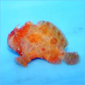 Yellow Angler Fish or Spotfin Frogfish