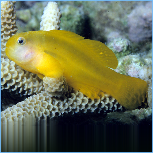 Yellow Clown Goby or Okinawa Goby Yellow Clown Goby or Okinawa Goby