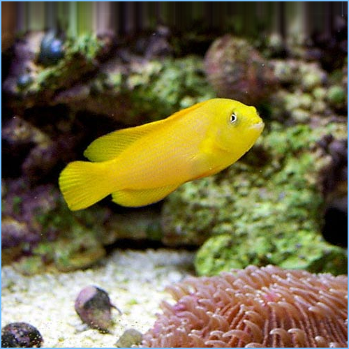 Yellow Dottyback 1 Yellow Dottyback