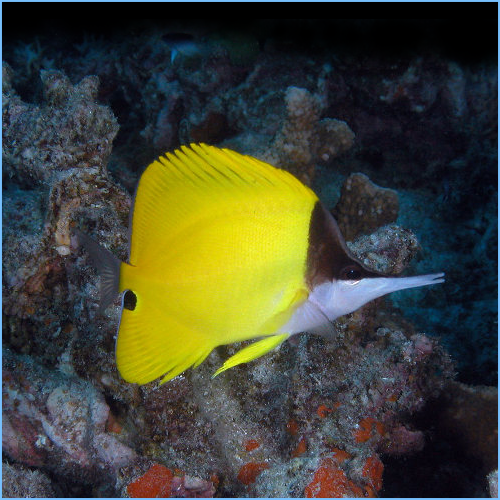 Yellow Longnose Butterflyfish or Forceps Butterflyfish Yellow Longnose Butterflyfish or Forceps Butterflyfish