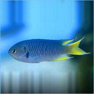Yellow Tail Chromis Damselfish