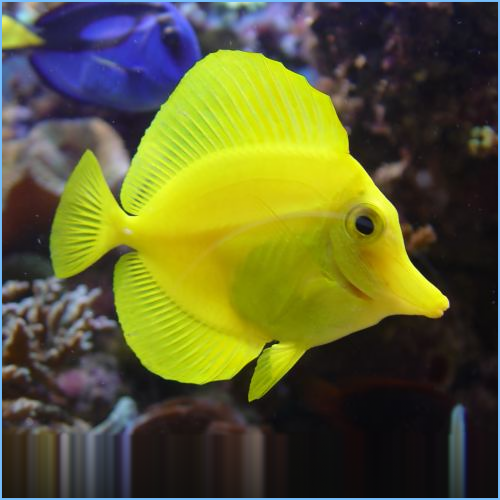 Yellow Tangfish or Yellow Tang 1 Yellow Tangfish or Yellow Tang