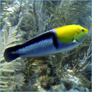 Yellowhead Wrasse or Neon Wrasse