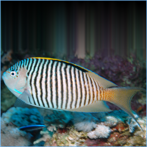 Zebra Lyretail Angelfish Male