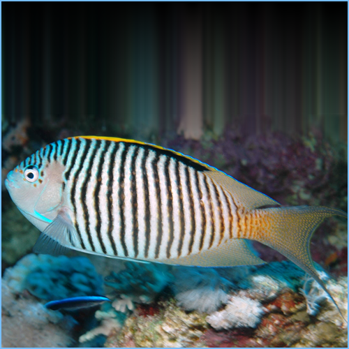 Zebra Lyretail Angelfish 1 Zebra Lyretail Angelfish Male