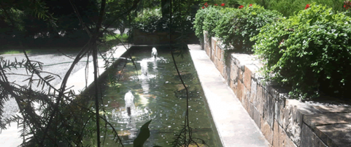 Aquarium Maintenance Services with Pete's Aquariums