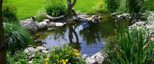 Aquarium Maintenance Services with Pete's Aquariums