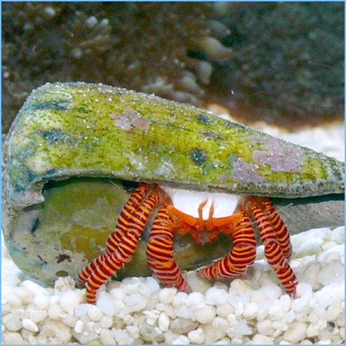 Halloween Hermit Crab or Striped Hermit Crab Halloween Hermit Crab or Striped Hermit Crab